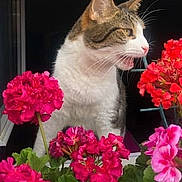 Zizou participe au concours pour gagner de l'argent avec cette photo : animal, cat, closeup, colorful, curious, feline, flower, leaf, nature, outdoor, pet, pink_flower, plant, portrait, red_flower, sitting, tabby_cat, vibrant, white_cat, window