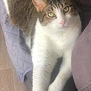 Zizou participe au concours pour gagner de l'argent avec cette photo : cat, tabby, white_fur, pet, indoor, floor, quilted_mat, relaxed, stretching, green_eyes, feline, fur, animal, home, cozy, looking_at_camera, paw, cute, domestic_cat, resting