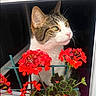Zizou participe au concours pour gagner de l'argent avec cette photo : animal_portrait, bright_colors, cat, closeup, curious, domestic_animal, feline, flower, green_leaves, indoor, looking_away, nature, peaceful, pet, plant, red_flower, soft_light, tabby, whiskers, window