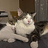 Pirate Et Tipiak a rejoint le concours — aidez-le/la à gagner de superbes lots ! cats, cat, felines, two_cats, sleeping, cuddling, cuddly, relaxed, cozy, adorable, pets, animal, whiskers, ears, pink_nose, tabby, white_fur, striped_fur, blanket, indoors