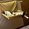 Pirate Et Tipiak participe au concours pour gagner de l'argent avec cette photo : cat, pet, sleeping, lounging, relaxed, hammock, radiator, indoor, home, bedroom, blanket, tabby, white_fur, black_fur, sprawled, paws, tail, cozy, warmth, funny_pose