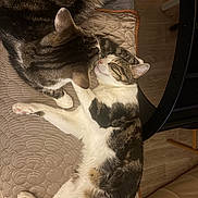 Pirate Et Tipiak a rejoint le concours — aidez-le/la à gagner de superbes lots ! cat, cats, tabby, white_and_tabby, pet, cuddling, sleeping, relaxed, affectionate, animal, feline, striped_fur, white_fur, indoor, chair, cushion, furniture, wood_floor, cozy, stretching