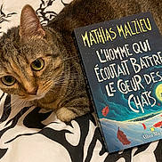 Lixy participe au concours pour gagner de l'argent avec cette photo : cat, tabby_cat, book, bedspread, patterned_bedspread, reading, literature, indoor, pet, animal, feline, curious, closeup, cozy, resting, ears, whiskers, eyes, cover, illustration