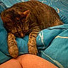 Lixy a rejoint le concours — aidez-le/la à gagner de superbes lots ! cat, tabby, sleeping, paws, blanket, blue, striped, fur, relaxed, cozy, indoor, bed, human_leg, resting, animal, pet, comfort, closeup, warm, peaceful