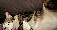 Tipiak participe au concours pour gagner de l'argent avec cette photo : cat, tabby, white, paw, pink_paw_pads, blanket, purple, human_hand, relaxing, resting, indoor, quilted_background, pet, feline, cozy, cute, sleepy, close_up, animal, domestic_cat