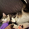 cat, tabby, white, paw, pink_paw_pads, blanket, purple, human_hand, relaxing, resting, indoor, quilted_background, pet, feline, cozy, cute, sleepy, close_up, animal, domestic_cat