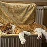 Pikachu a rejoint le concours — aidez-le/la à gagner de superbes lots ! cat, orange_cat, white_cat, pet, indoor, relaxed, resting, radiator, hammock, fabric, cozy, sleepy, feline, paw, mammal, fur, domestic_animal, comfortable, stretching, home