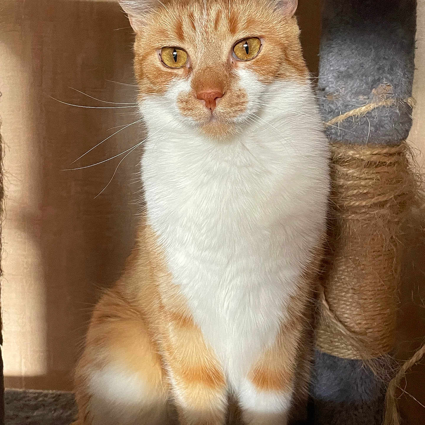 Pikachu participe au concours pour gagner de l'argent avec cette photo : cat, orange_cat, white_fur, sitting, indoor, cardboard_box, scratching_post, feline, pet, whiskers, ears, fur, closeup, portrait, curious, cute, animal, domestic_cat, yellow_eyes, cozy