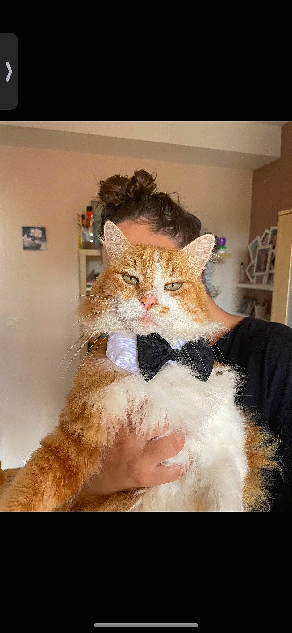 Eden participe au concours pour gagner de l'argent avec cette photo : carnivore, cat, comfort, domestic_short_haired_cat, door, fawn, felidae, formal_wear, fur, gesture, happy, iris, lap, long_hair, peach, sitting, small_to_medium_sized_cats, tail, whiskers, window