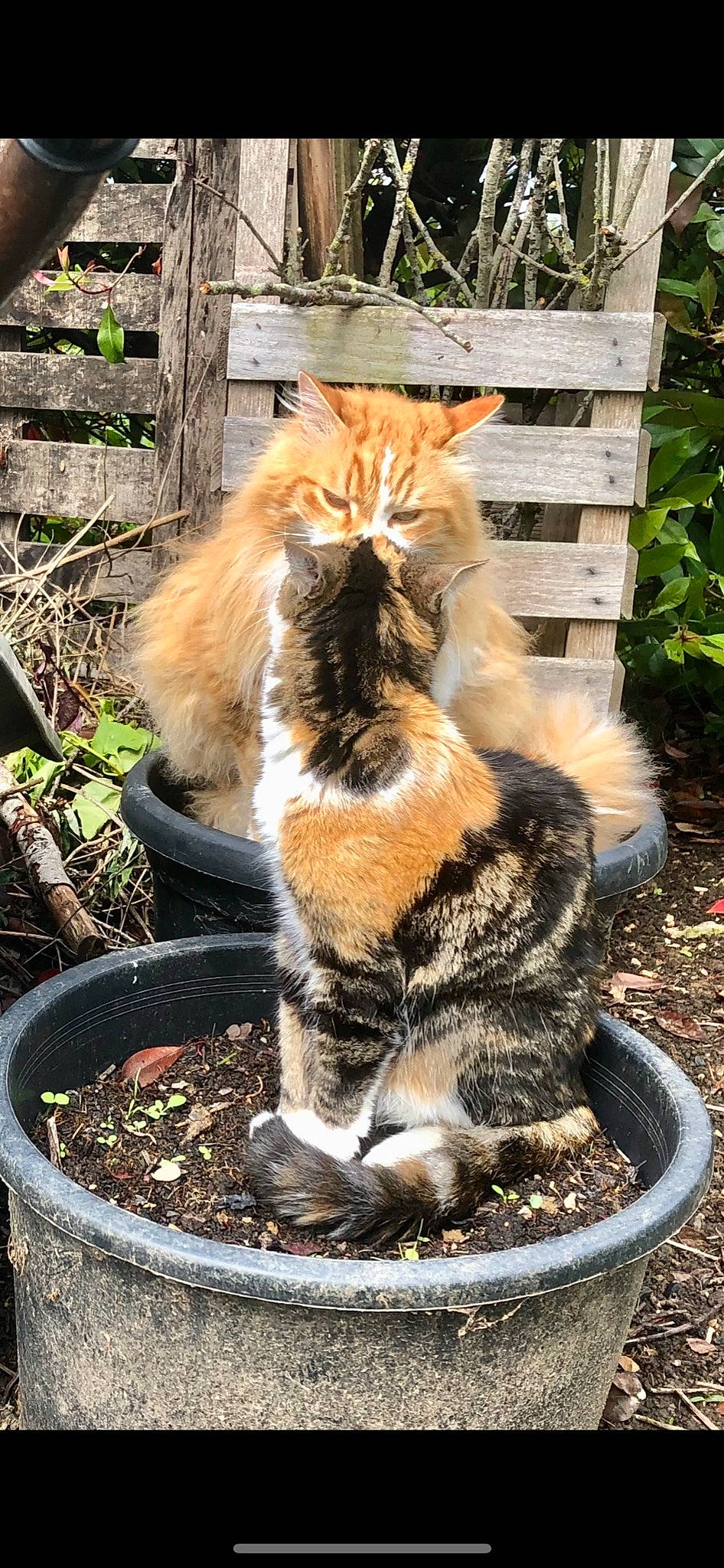 Eden participe au concours pour gagner de l'argent avec cette photo : carnivore, cat, domestic_short_haired_cat, fawn, felidae, flowerpot, fur, grass, houseplant, mammal, plant, small_to_medium_sized_cats, snout, soil, tail, terrestrial_animal, tree, whiskers, window, wood