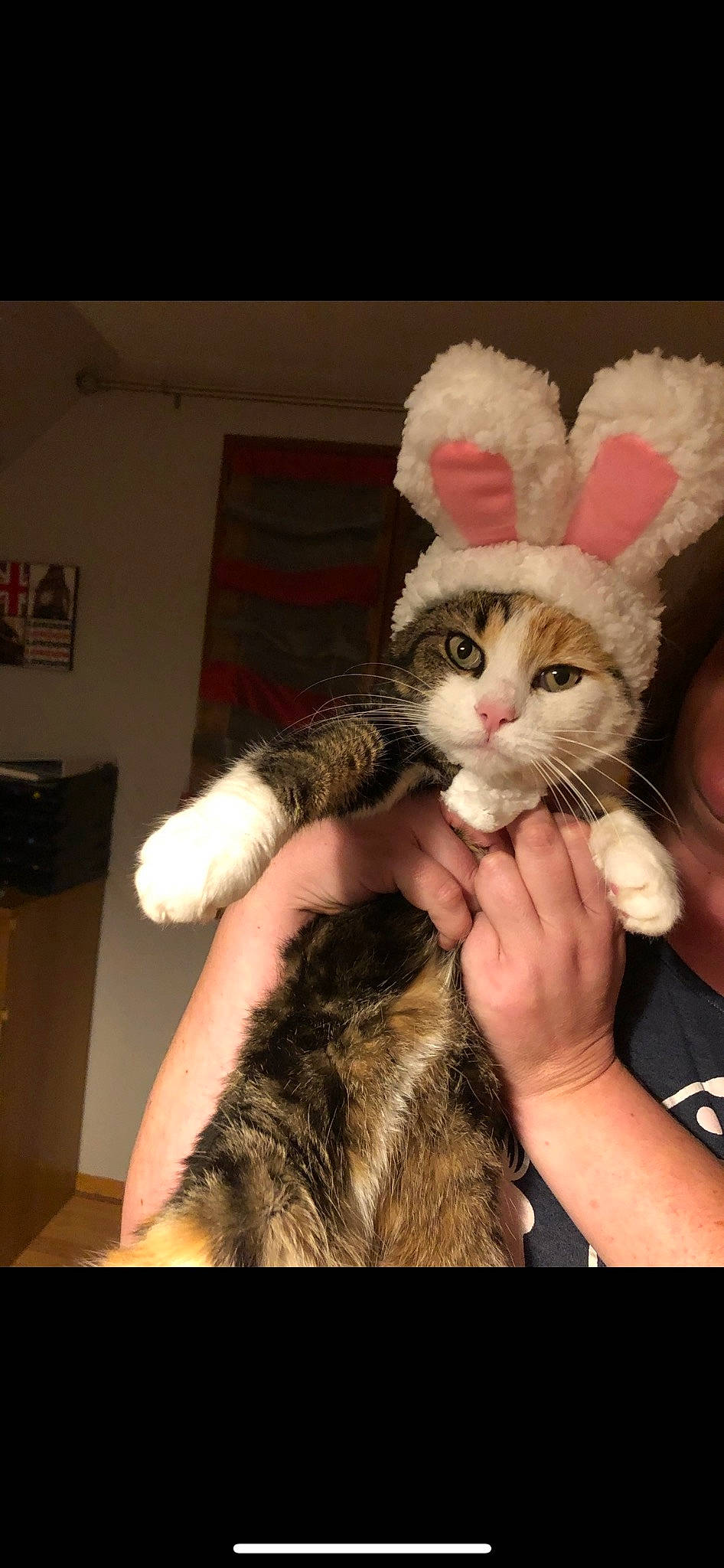 Louna participe au concours pour gagner de l'argent avec cette photo : carnivore, cat, claw, comfort, domestic_short_haired_cat, ear, fawn, felidae, fur, gesture, hand, lap, nail, paw, small_to_medium_sized_cats, tail, thumb, whiskers