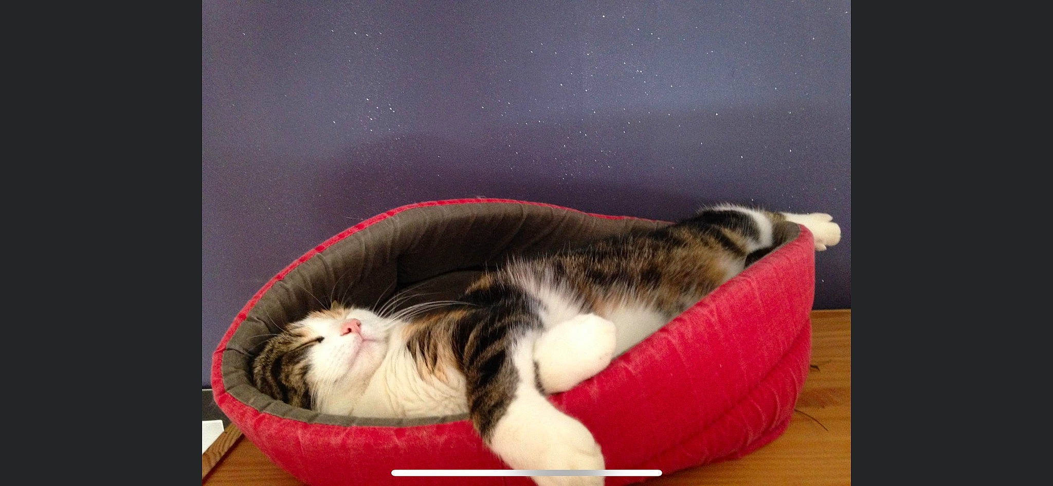 Louna a rejoint le concours — aidez-le/la à gagner de superbes lots ! art, carnivore, cat, cat_bed, cat_supply, comfort, domestic_short_haired_cat, fawn, felidae, fur, nap, paw, pet_supply, photo_caption, room, small_to_medium_sized_cats, snout, tail, whiskers, window