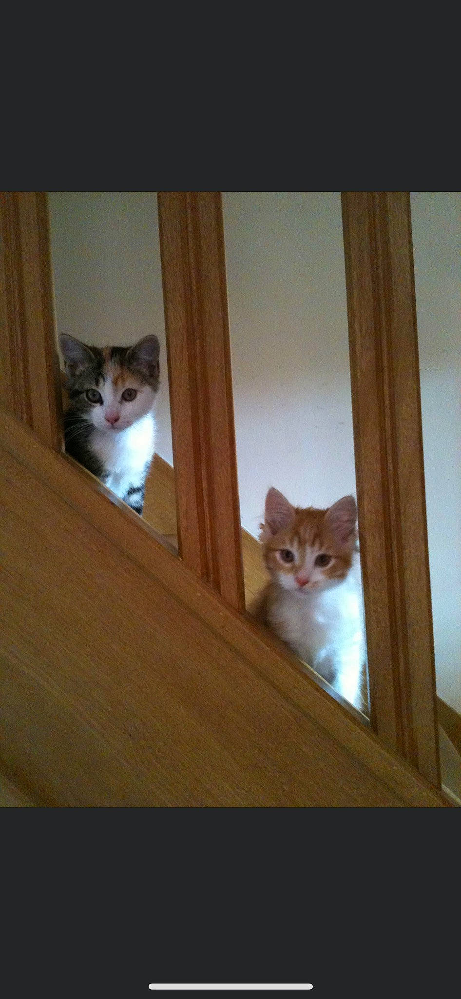 Louna participe au concours pour gagner de l'argent avec cette photo : box, brown, carnivore, cat, domestic_short_haired_cat, door, fawn, felidae, fur, hardwood, mammal, plywood, room, small_to_medium_sized_cats, tail, vertebrate, whiskers, window, wood, wood_stain