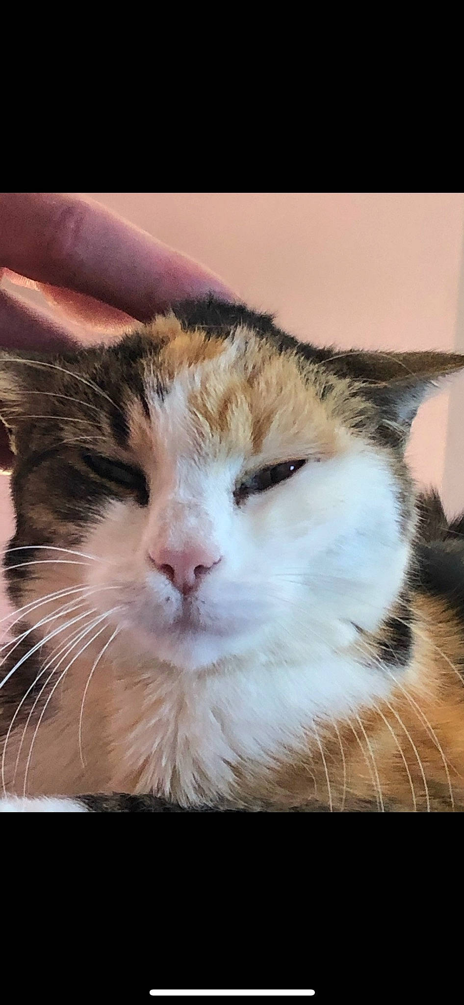 Louna participe au concours pour gagner de l'argent avec cette photo : carnivore, cat, comfort, domestic_short_haired_cat, ear, eyelash, felidae, fur, happy, paw, small_to_medium_sized_cats, snout, terrestrial_animal, whiskers, window