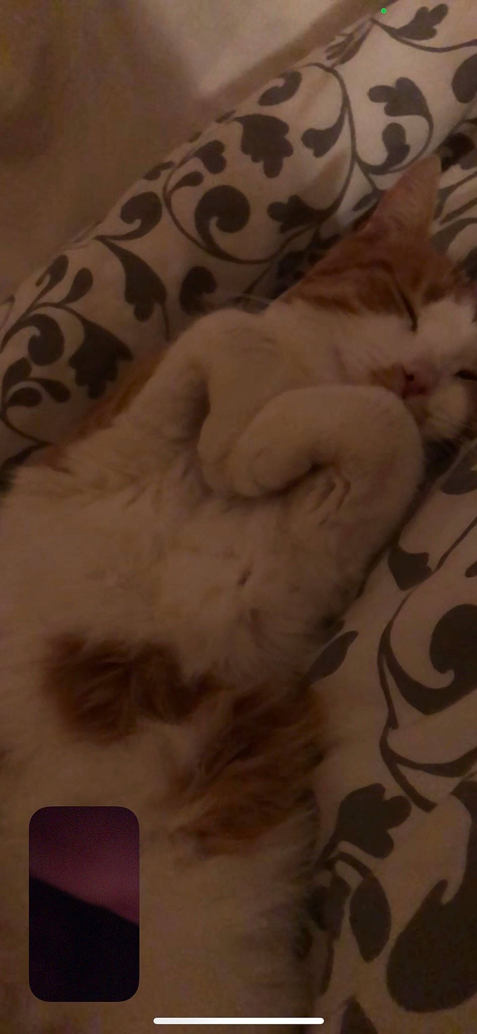 Toulouse a rejoint le concours — aidez-le/la à gagner de superbes lots ! art, comfort, felidae, flesh, font, fur, pattern, paw, small_to_medium_sized_cats, tail, visual_arts, whiskers