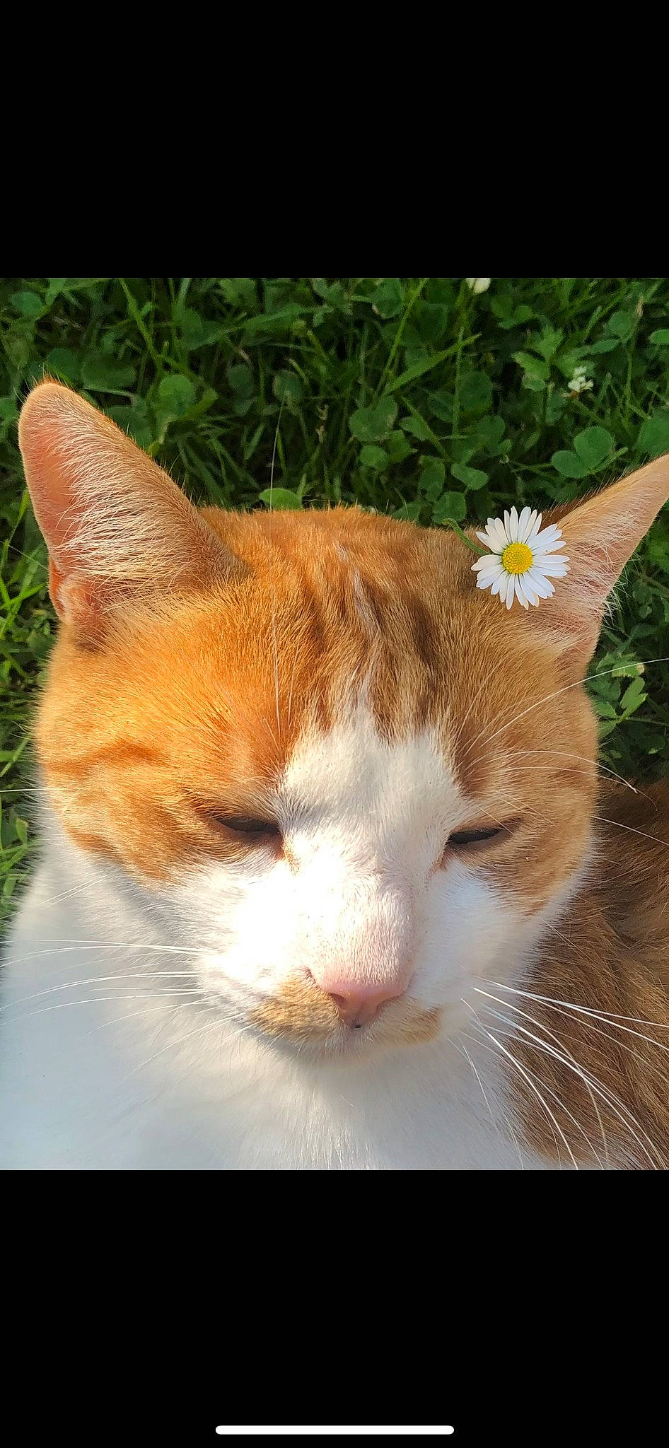 Toulouse participe au concours pour gagner de l'argent avec cette photo : carnivore, cat, collar, domestic_short_haired_cat, fawn, felidae, flower, fur, grass, herb, paw, petal, photo_caption, plant, small_to_medium_sized_cats, tail, terrestrial_animal, whiskers, window, wood