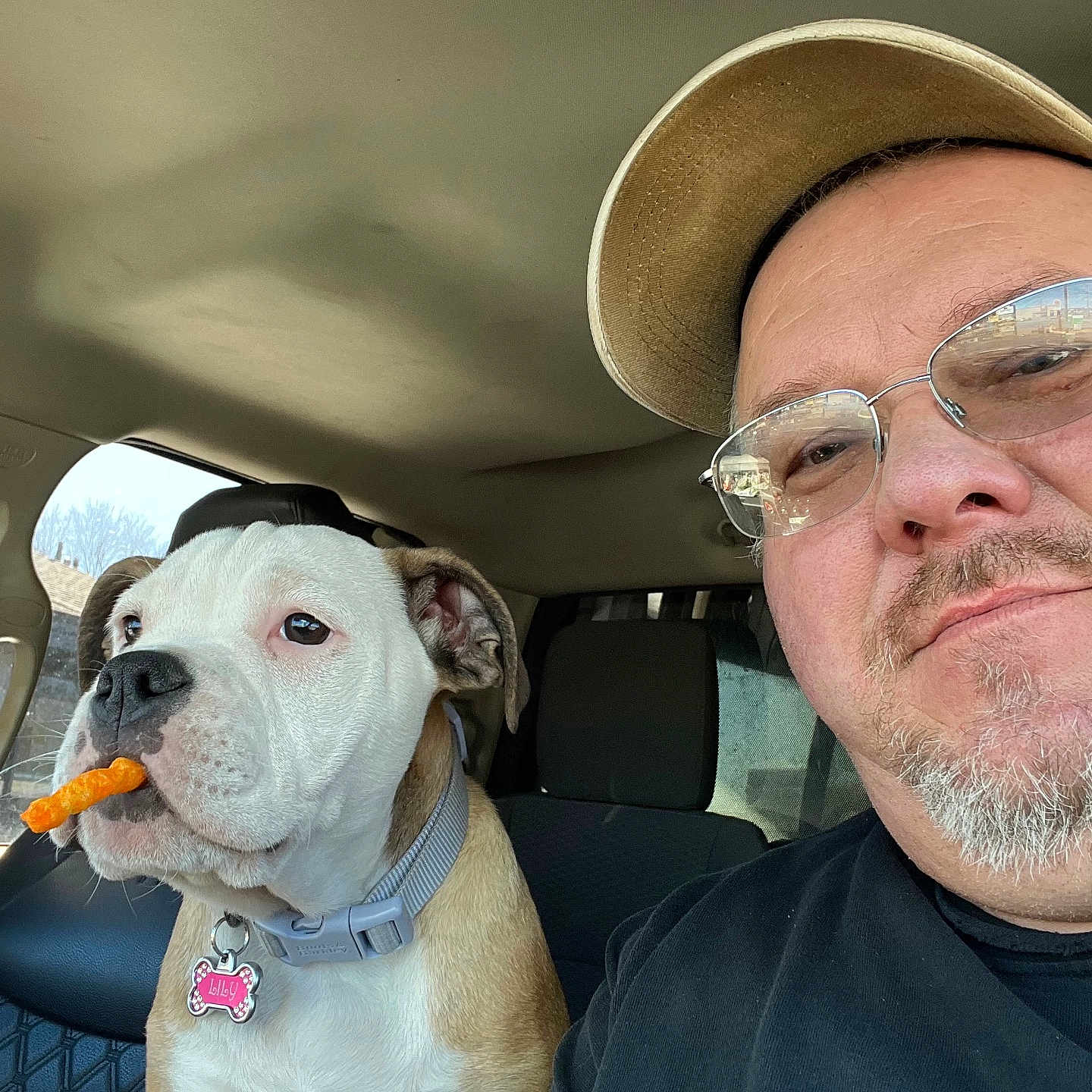 Lily joined the competition — help win amazing prizes! beard, brown_and_white_dog, cap, car_interior, casual_clothing, cheese_puff, close_up, collar, daytime, dog, expression, glasses, indoor, light, man, pet_tag, seat, selfie, snack, window