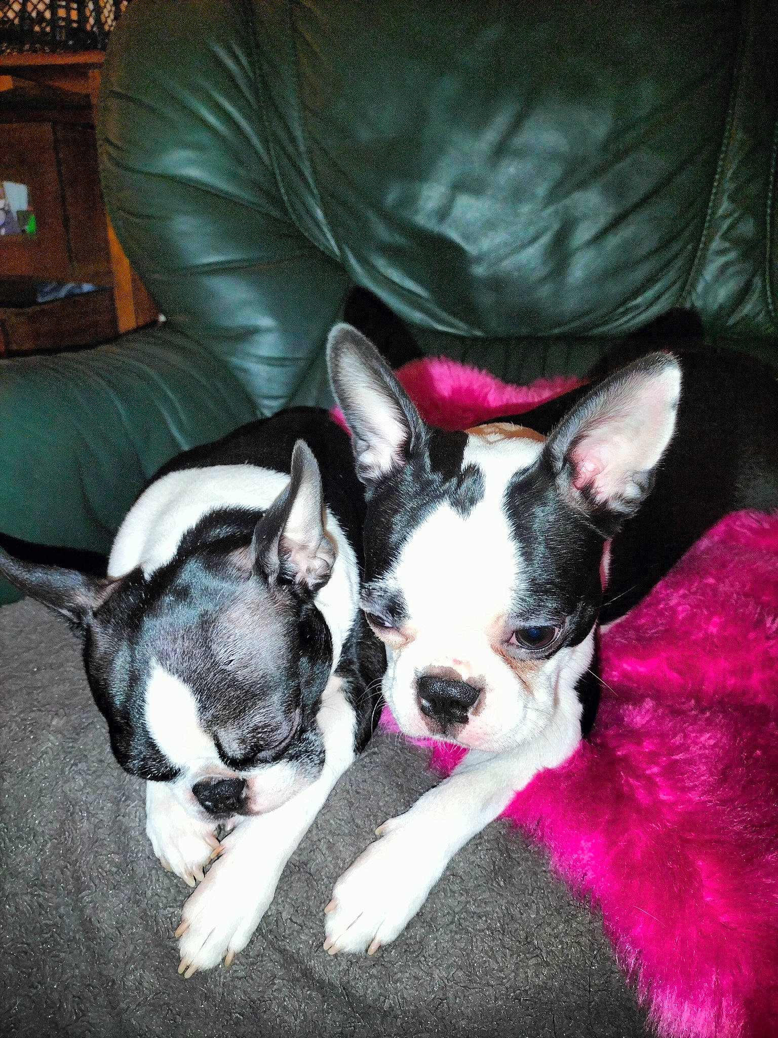 Paddy Et Shakira a rejoint le concours — aidez-le/la à gagner de superbes lots ! boston_terrier, canidae, carmine, carnivore, comfort, companion_dog, couch, dog, dog_breed, ear, fawn, magenta, non_sporting_group, picture_frame, puppy, snout, sporting_group, toy_dog, whiskers, working_animal