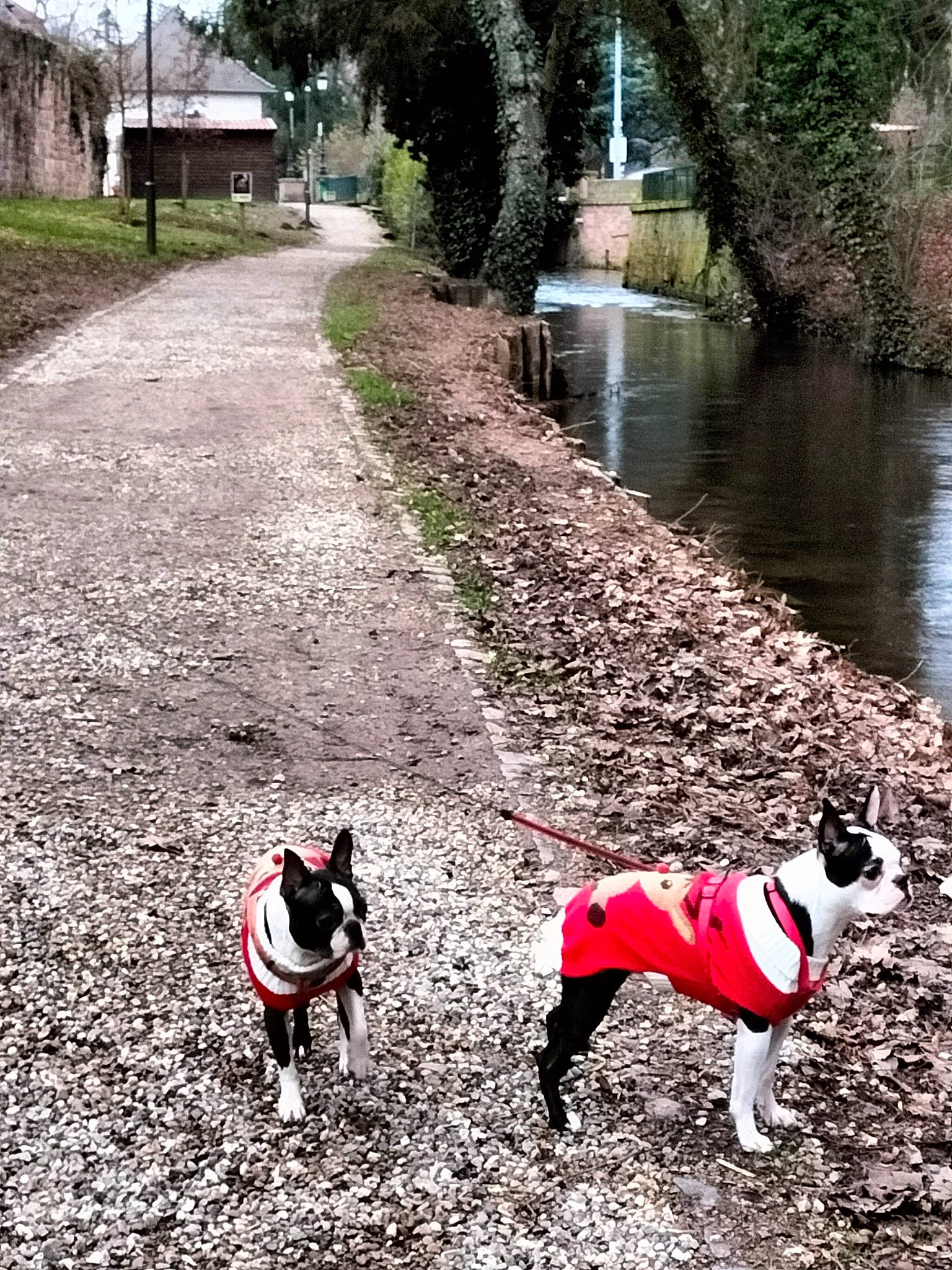 Paddy Et Shakira participe au concours pour gagner de l'argent avec cette photo : canidae, carnivore, collar, companion_dog, dog, dog_breed, fawn, grass, landscape, leash, people_in_nature, plant, recreation, road_surface, sky, soil, sporting_group, tree, water, working_animal