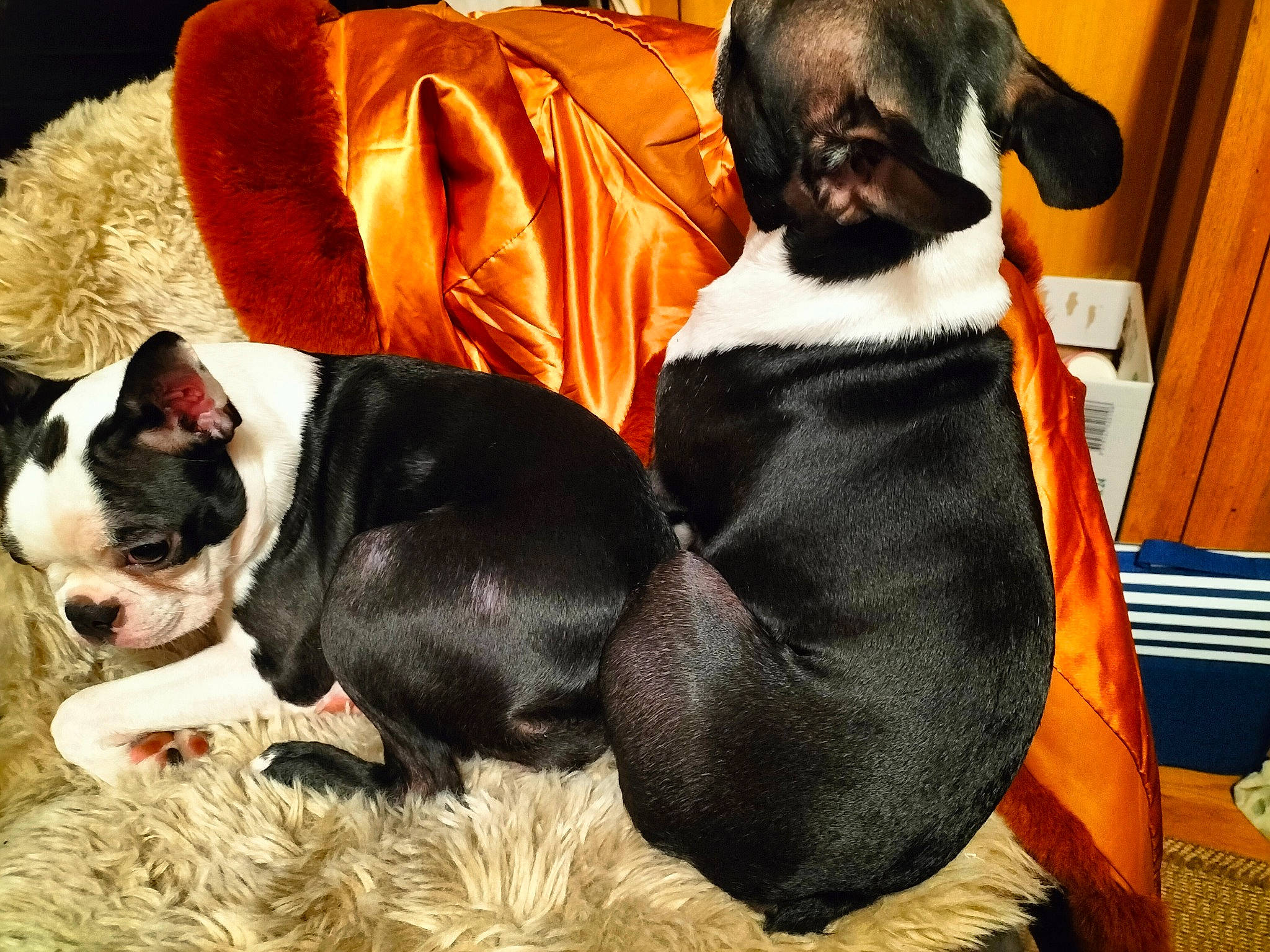 Paddy Et Shakira a rejoint le concours — aidez-le/la à gagner de superbes lots ! bulldog, canidae, carnivore, comfort, companion_dog, dog, dog_breed, dog_supply, fawn, fur, mammal, paw, snout, sporting_group, tail, terrestrial_animal, toy_dog, vertebrate, whiskers, working_animal