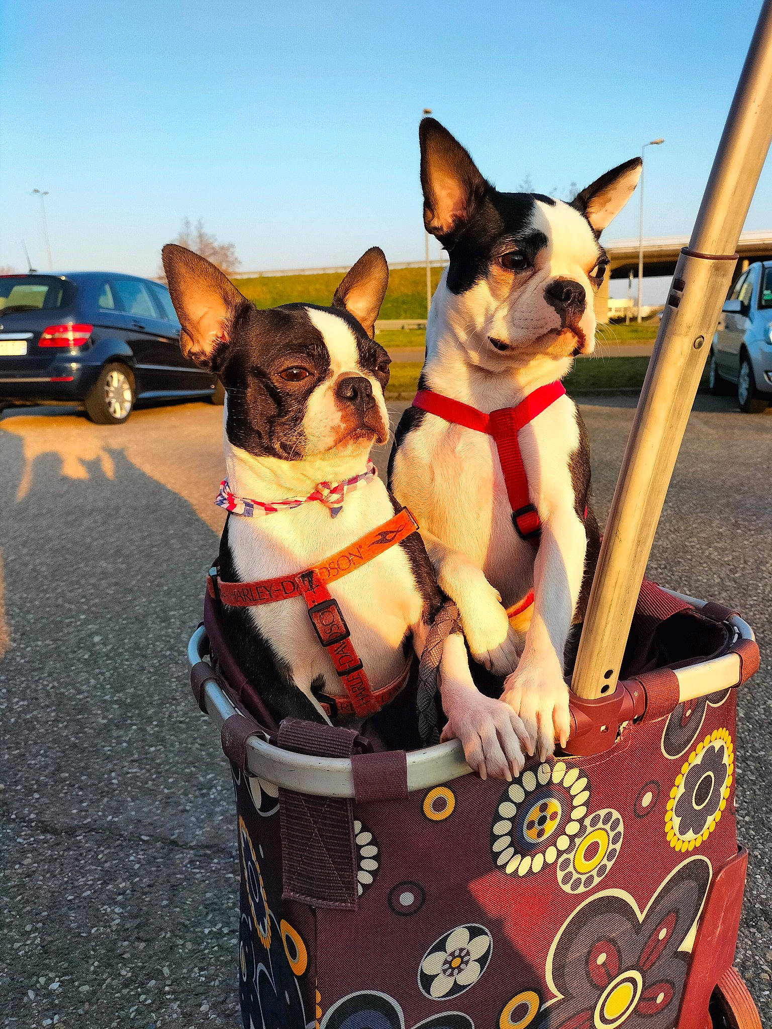 Paddy Et Shakira participe au concours pour gagner de l'argent avec cette photo : canidae, car, carnivore, collar, companion_dog, dog, dog_breed, dog_supply, eyewear, fawn, mammal, photograph, plant, sky, snout, tire, vehicle, vertebrate, wheel, working_animal