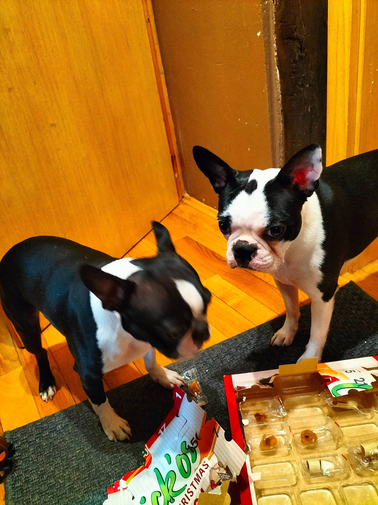 Paddy Et Shakira a rejoint le concours — aidez-le/la à gagner de superbes lots ! boston_terrier, canidae, carmine, carnivore, collar, companion_dog, dog, dog_breed, dog_supply, fawn, flooring, indoor_games_and_sports, pet_supply, snout, sporting_group, tail, terrier, toy_dog, wood, working_animal