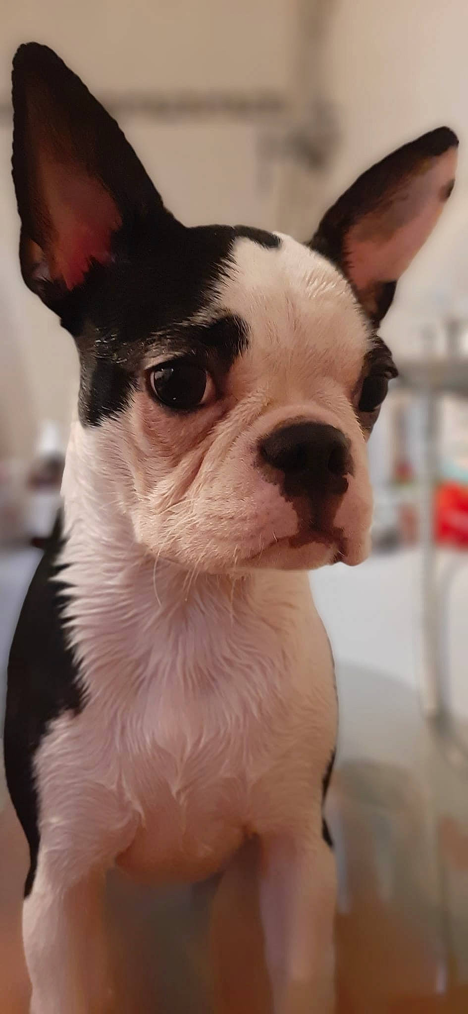 Shakira a rejoint le concours — aidez-le/la à gagner de superbes lots ! boston_terrier, bulldog, canidae, carnivore, collar, companion_dog, curious, dog, dog_breed, dog_collar, ear, eye, fawn, french_bulldog, snout, sporting_group, terrestrial_animal, toy_dog, whiskers, working_animal