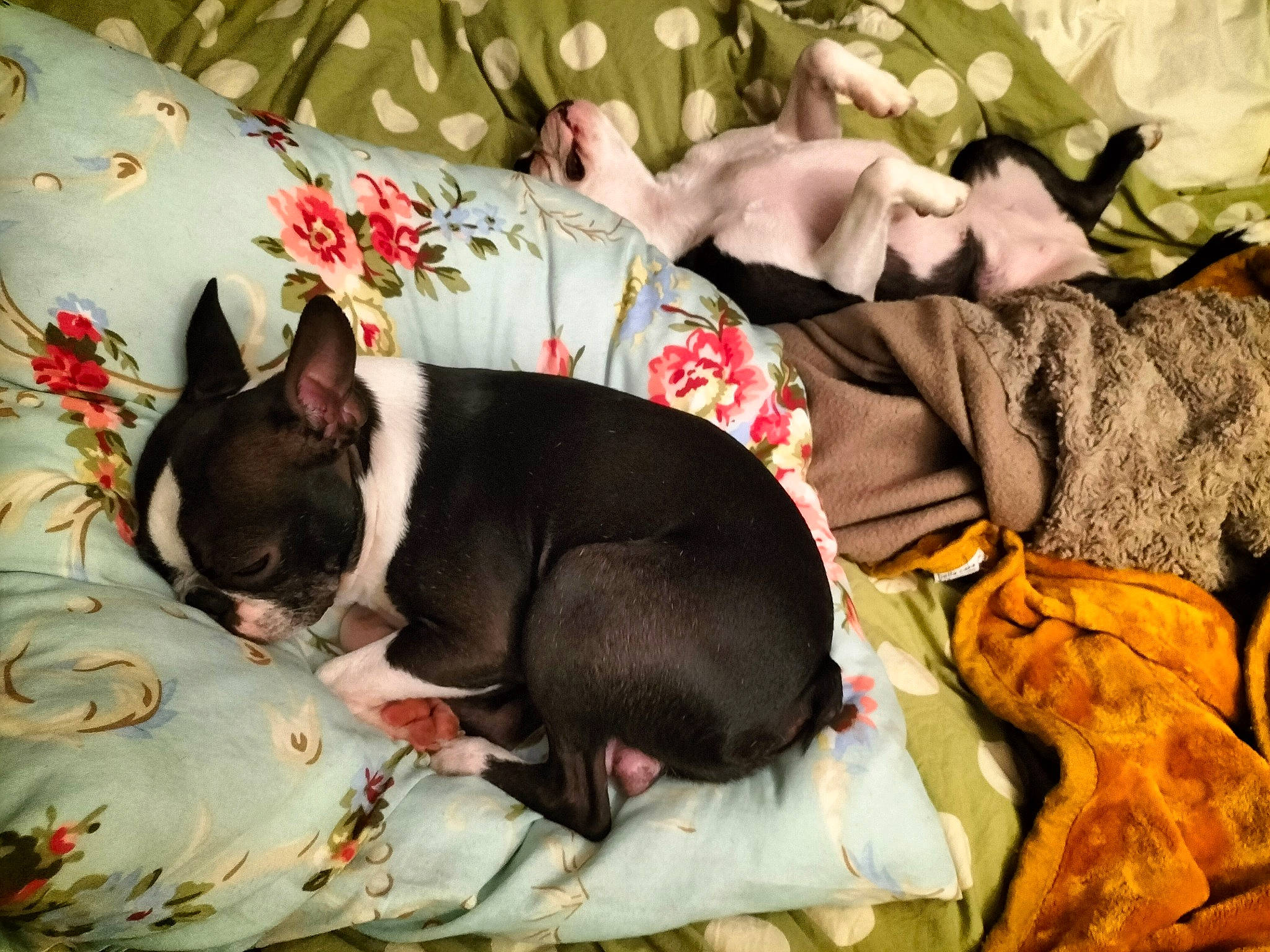 Shakira participe au concours pour gagner de l'argent avec cette photo : boston_terrier, canidae, carnivore, comfort, companion_dog, couch, dog, dog_breed, dog_supply, fawn, linens, nap, non_sporting_group, pattern, snout, sporting_group, terrier, toy_dog, whiskers, working_animal