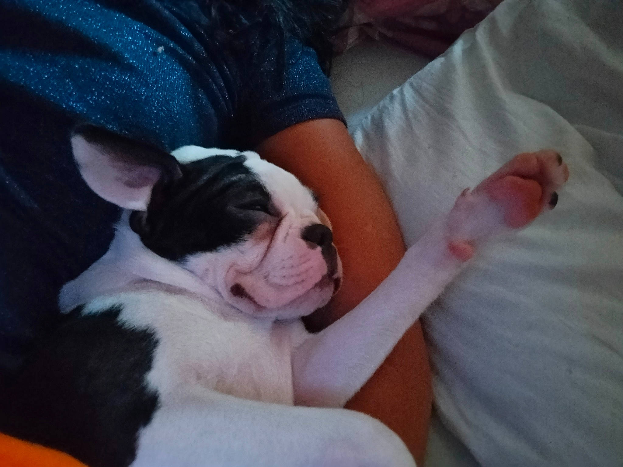 Shakira a rejoint le concours — aidez-le/la à gagner de superbes lots ! boston_terrier, bulldog, canidae, carnivore, comfort, companion_dog, dog, dog_breed, ear, fawn, finger, gesture, happy, human_leg, nail, puppy_love, snout, sporting_group, toy_dog, working_animal