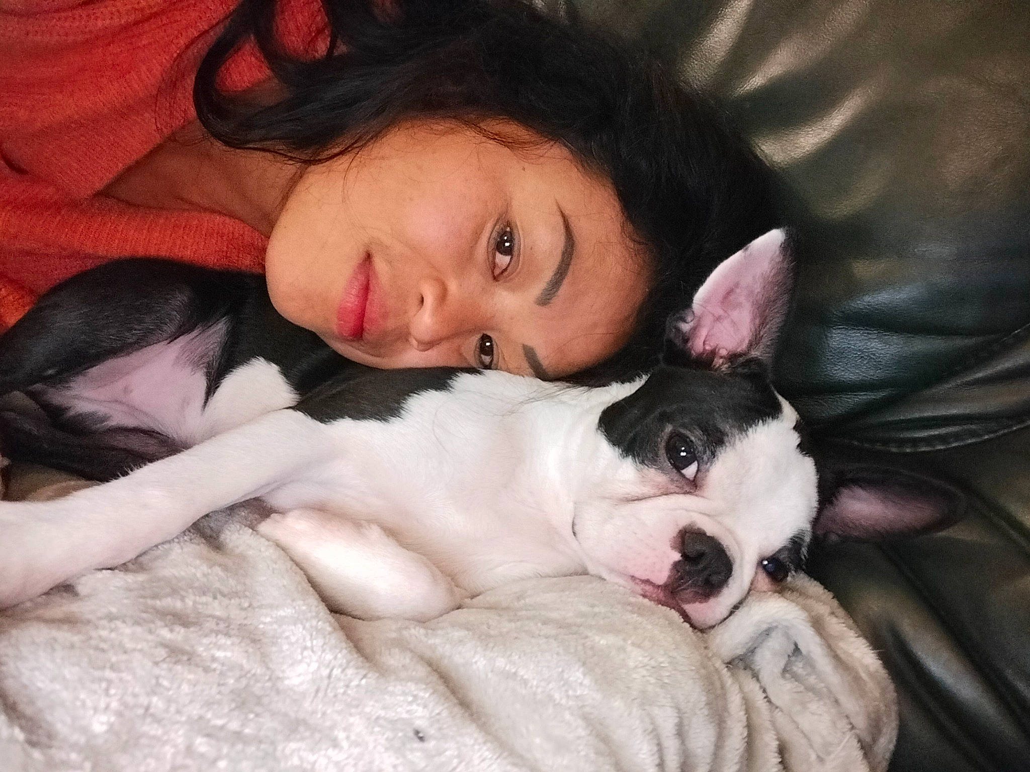 Shakira participe au concours pour gagner de l'argent avec cette photo : bedding, black_hair, canidae, carnivore, comfort, companion_dog, couch, dog, dog_breed, ear, eyelash, fawn, flash_photography, fur, hair, happy, head, linens, nose, sporting_group