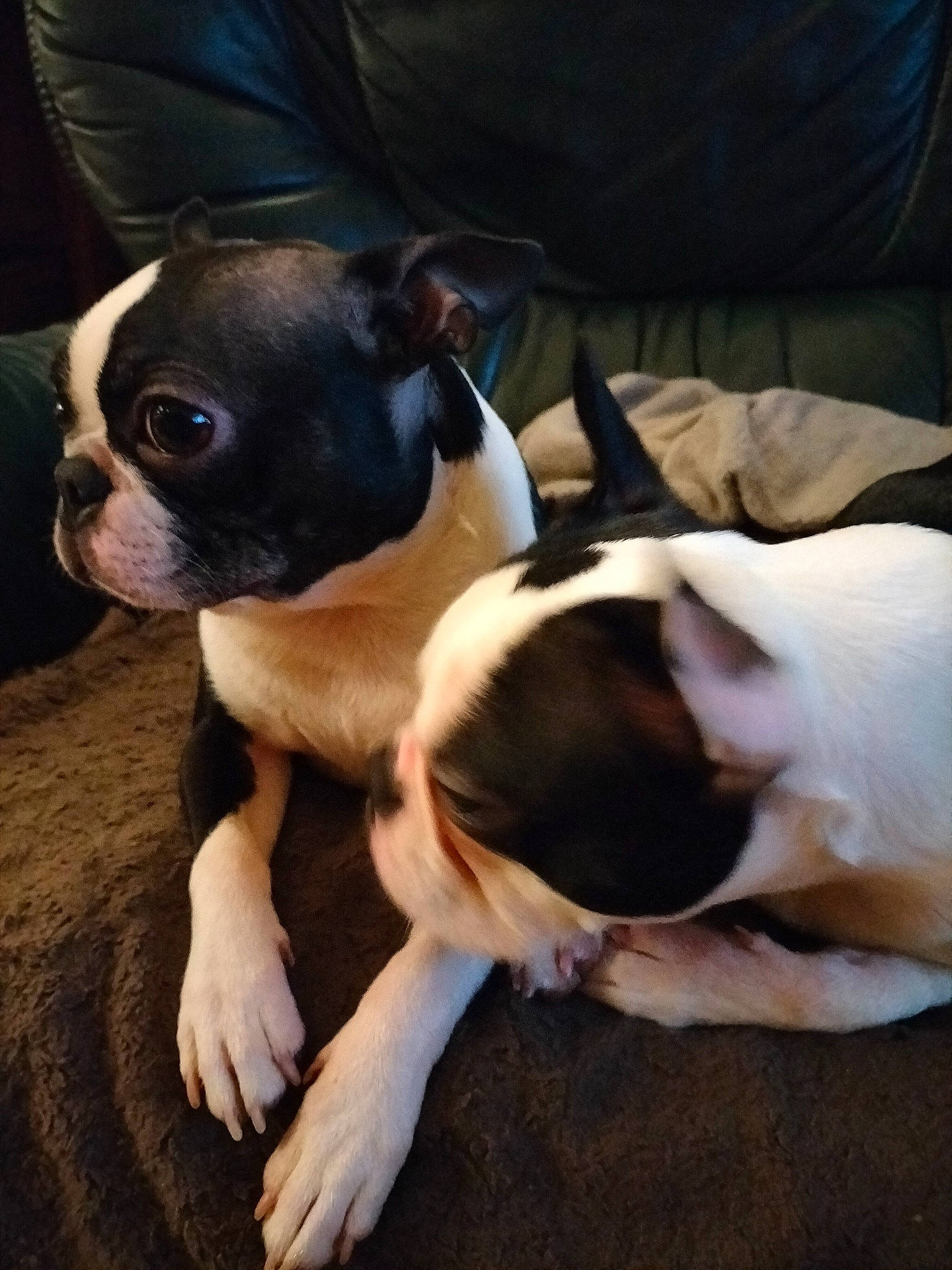 Paddy a rejoint le concours — aidez-le/la à gagner de superbes lots ! boston_terrier, canidae, carnivore, comfort, companion_dog, couch, dog, dog_breed, ear, fawn, fur, paw, puppy_love, snout, sporting_group, tail, terrestrial_animal, toy_dog, whiskers, working_animal