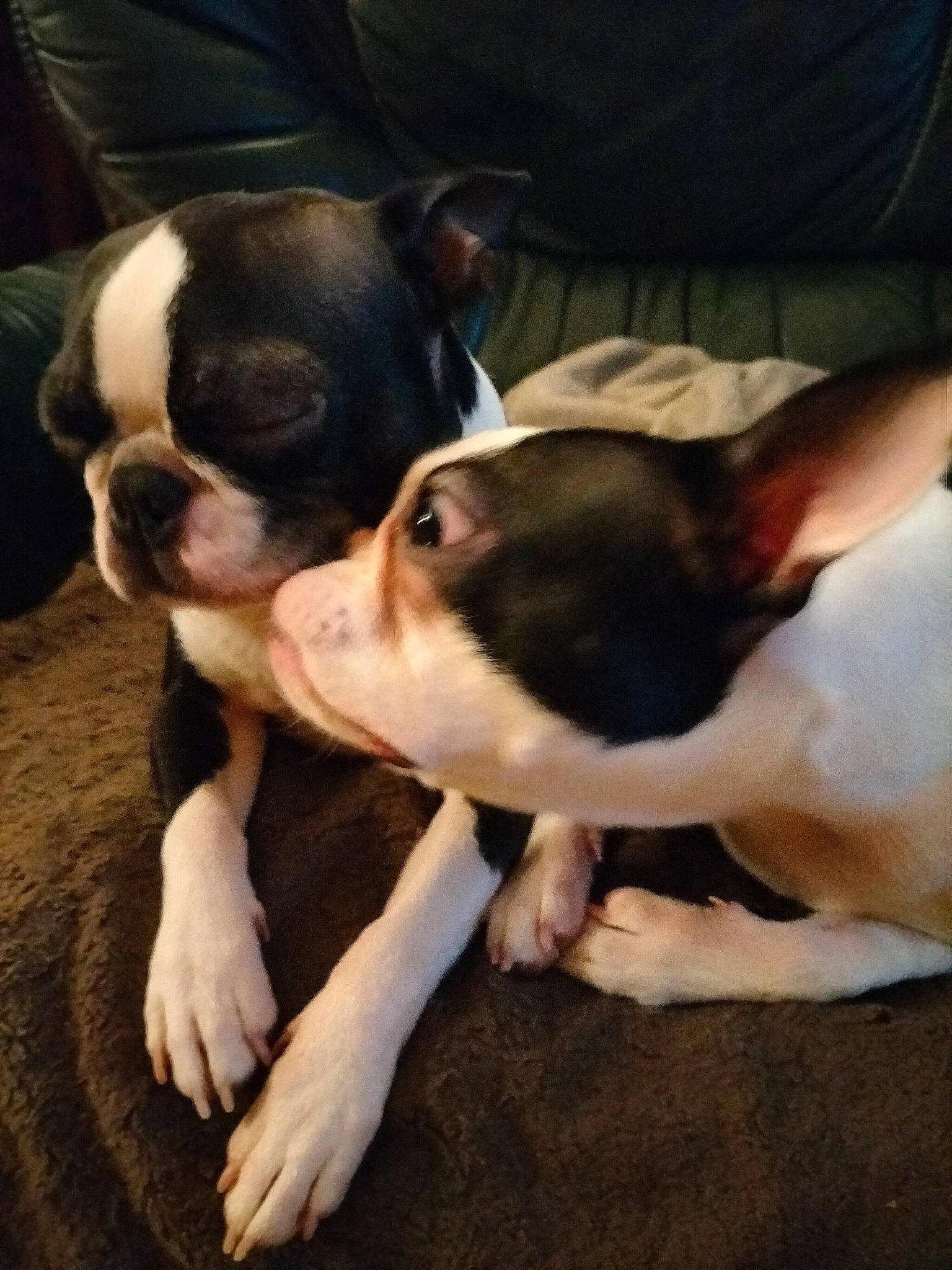 Paddy a rejoint le concours — aidez-le/la à gagner de superbes lots ! boston_terrier, bulldog, canidae, carnivore, comfort, companion_dog, dog, dog_breed, ear, eye, fawn, fur, mammal, paw, snout, sporting_group, tail, toy_dog, whiskers, working_animal