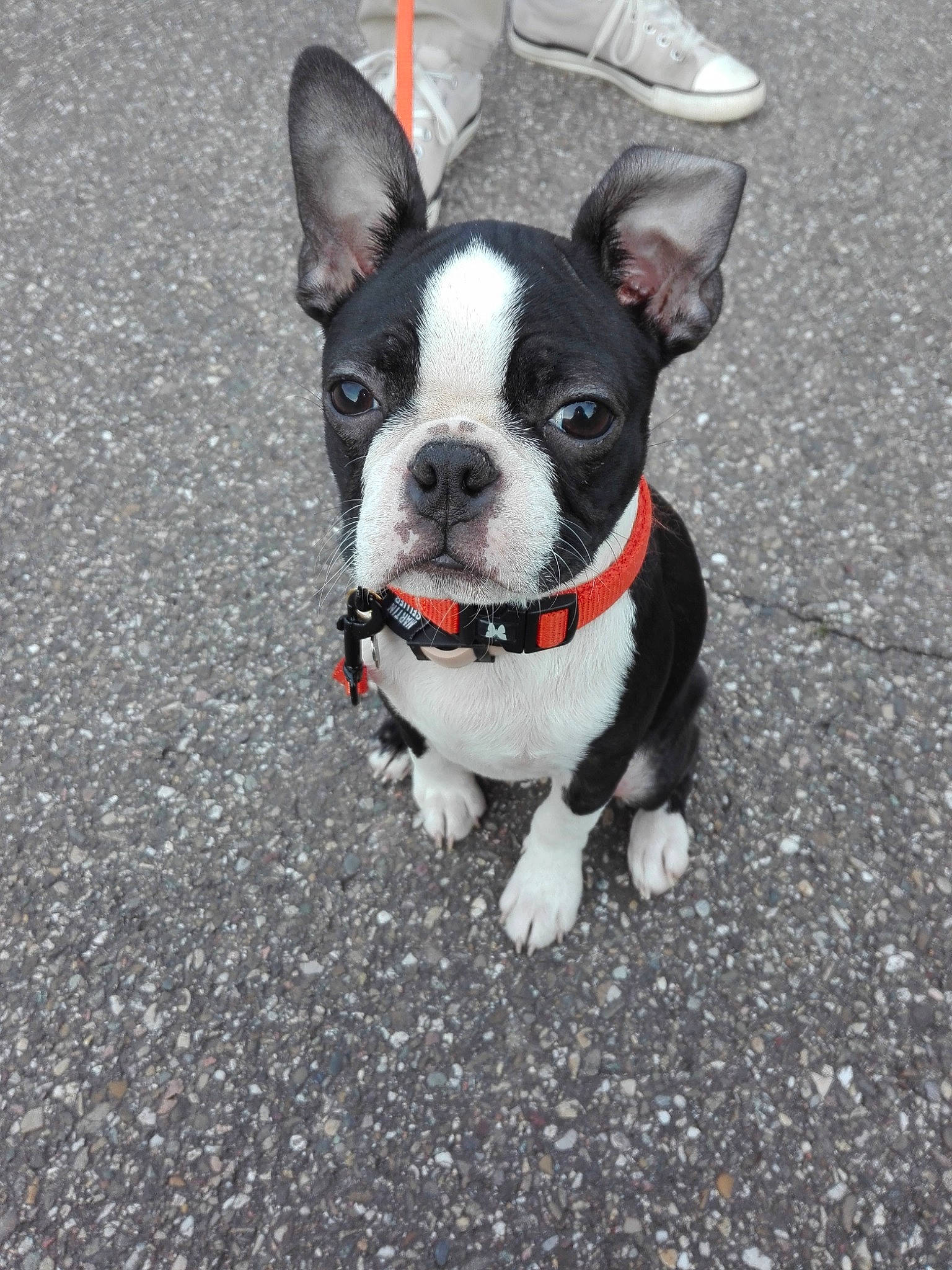 Paddy a rejoint le concours — aidez-le/la à gagner de superbes lots ! boston_terrier, canidae, carnivore, companion_dog, dog, dog_breed, fawn, french_bulldog, mammal, non_sporting_group, puppy, rare_breed_dog, snout, sporting_group, toy_bulldog, toy_dog, vertebrate, whiskers