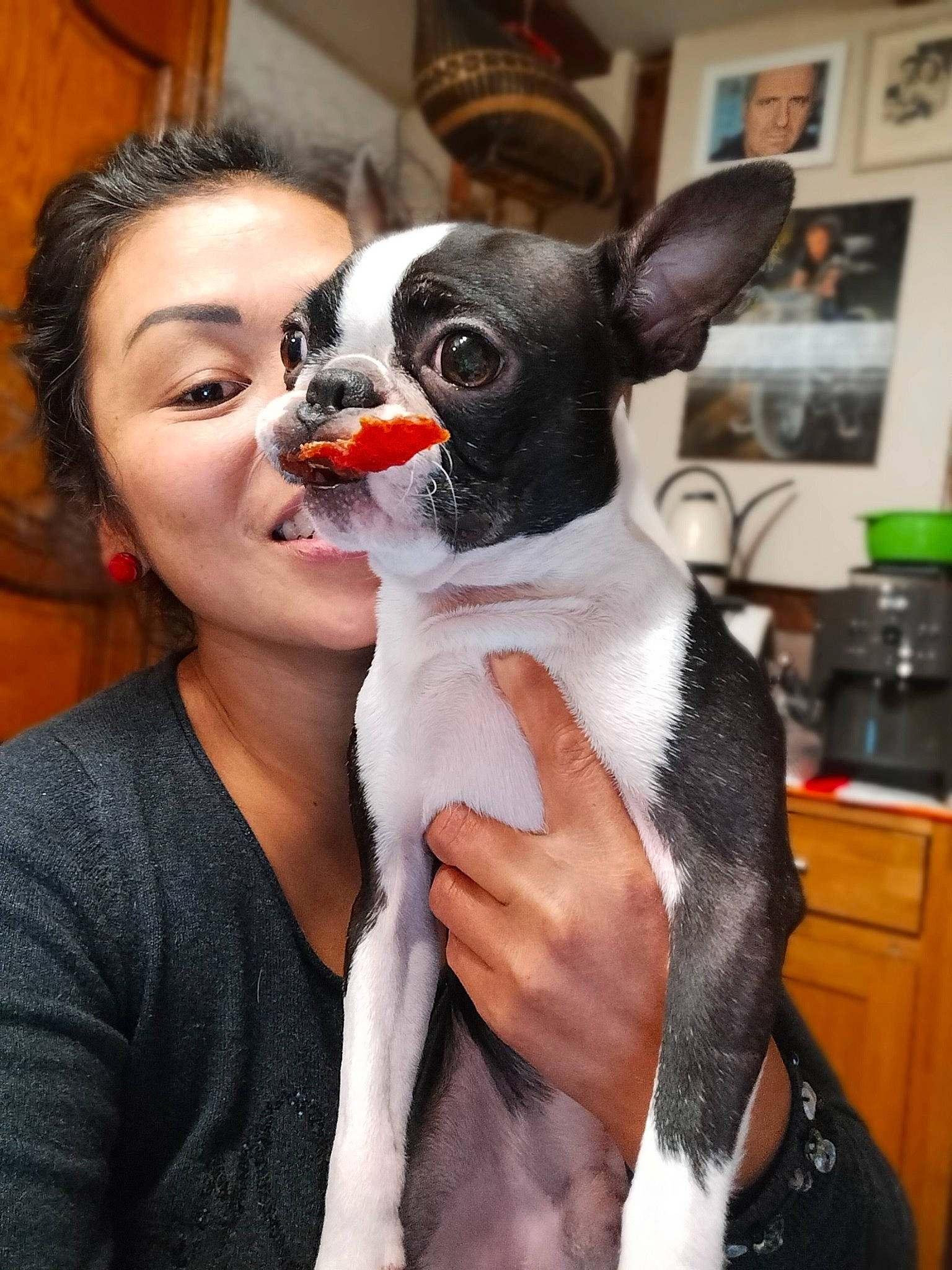 Paddy a rejoint le concours — aidez-le/la à gagner de superbes lots ! boston_terrier, cabinetry, canidae, carnivore, companion_dog, dog, dog_breed, ear, event, fawn, formal_wear, fur, gesture, happy, home_appliance, picture_frame, puppy_love, snout, toy_dog, whiskers