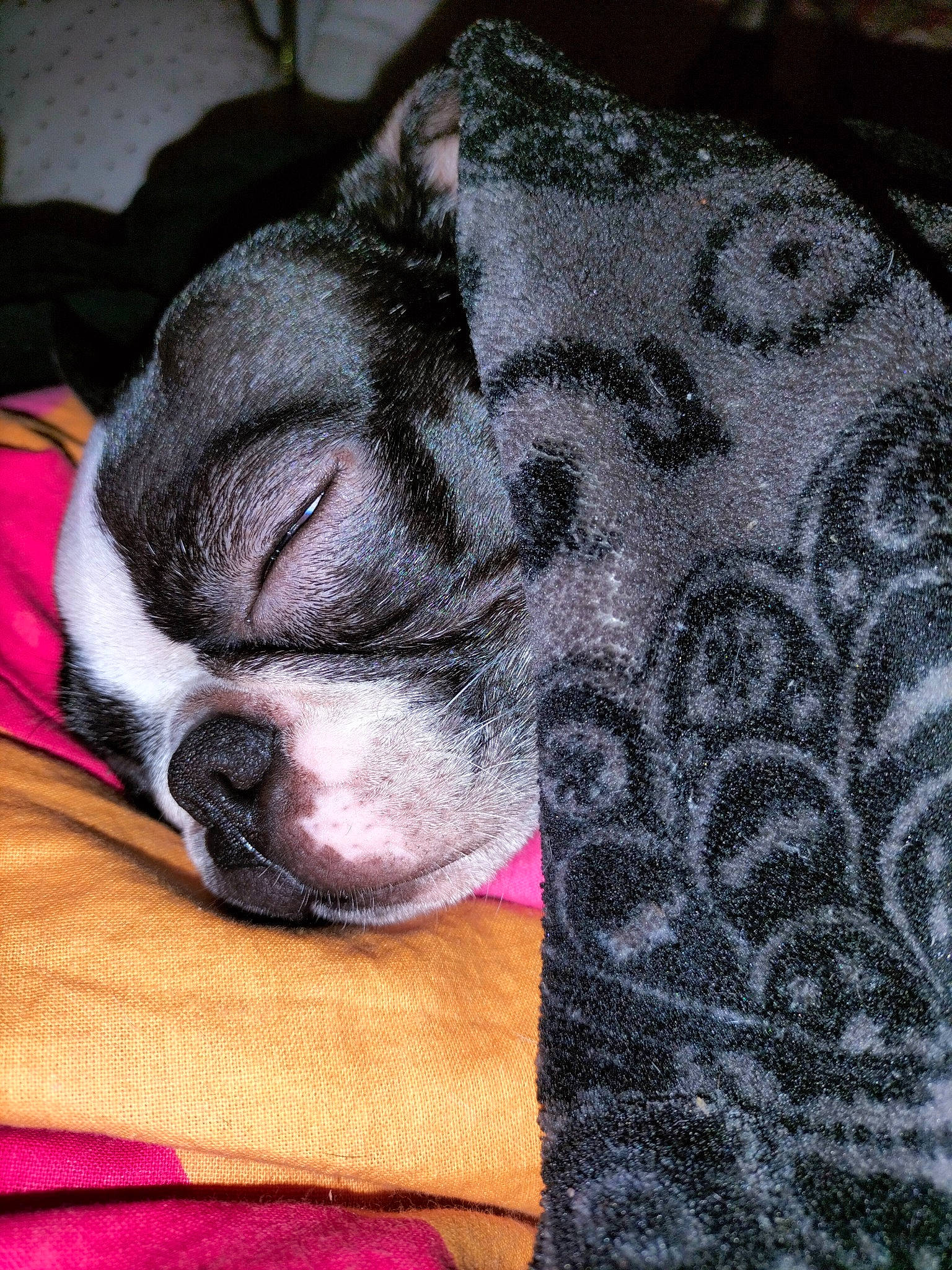 Paddy a rejoint le concours — aidez-le/la à gagner de superbes lots ! bored, boston_terrier, carmine, carnivore, collar, comfort, companion_dog, dog, dog_breed, ear, fawn, fur, grey, liver, snout, sporting_group, toy_dog, whiskers, working_animal, wrinkle