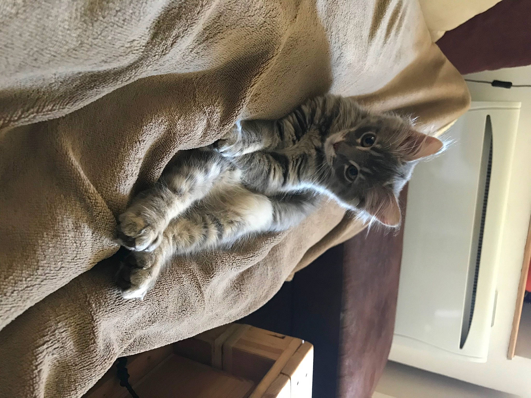 Lagertha a rejoint le concours — aidez-le/la à gagner de superbes lots ! american_shorthair, carnivore, cat, claw, domestic_short_haired_cat, dragon_li, european_shorthair, felidae, fur, hand, interior_design, kitten, maine_coon, norwegian_forest_cat, pixie_bob, polydactyl_cat, small_to_medium_sized_cats, tabby_cat, tail, whiskers