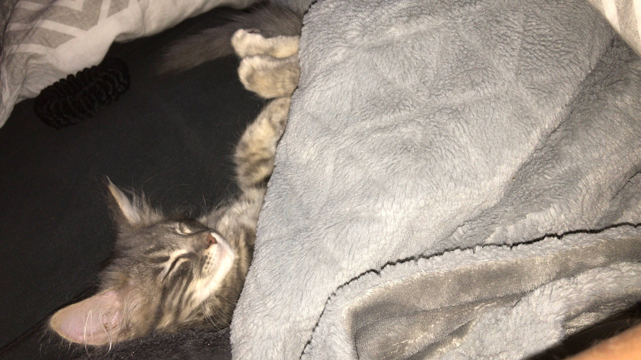 Lagertha participe au concours pour gagner de l'argent avec cette photo : carnivore, cat, domestic_short_haired_cat, european_shorthair, felidae, fur, german_rex, kitten, nap, nebelung, sleep, small_to_medium_sized_cats, tail, whiskers