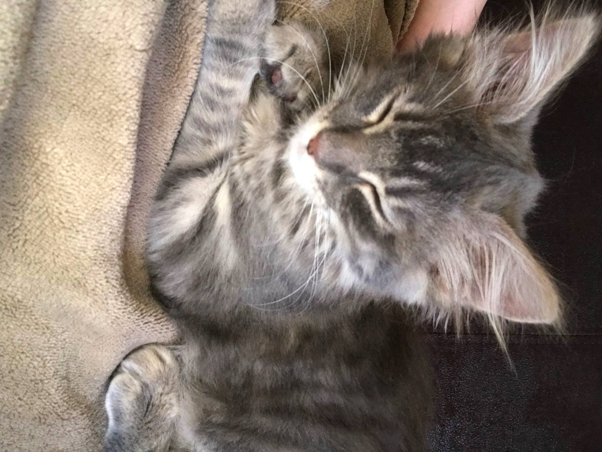 Lagertha participe au concours pour gagner de l'argent avec cette photo : asian, carnivore, cat, claw, close_up, domestic_short_haired_cat, dragon_li, european_shorthair, felidae, fur, kitten, mammal, norwegian_forest_cat, paw, pixie_bob, siberian, small_to_medium_sized_cats, snout, tabby_cat, whiskers