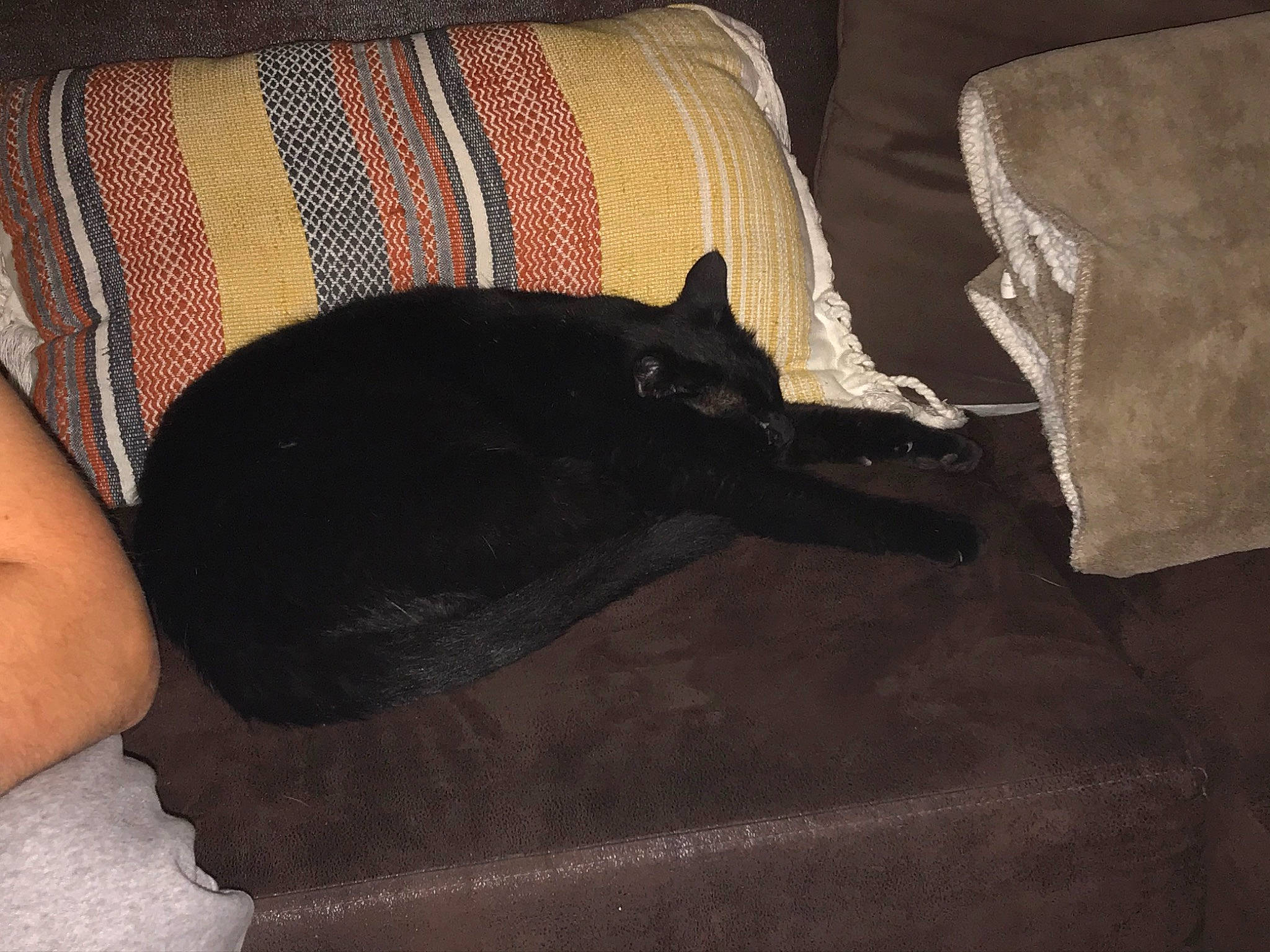 Dude participe au concours pour gagner de l'argent avec cette photo : black, black_cat, canidae, carnivore, cat, comfort, felidae, floor, leg, small_to_medium_sized_cats