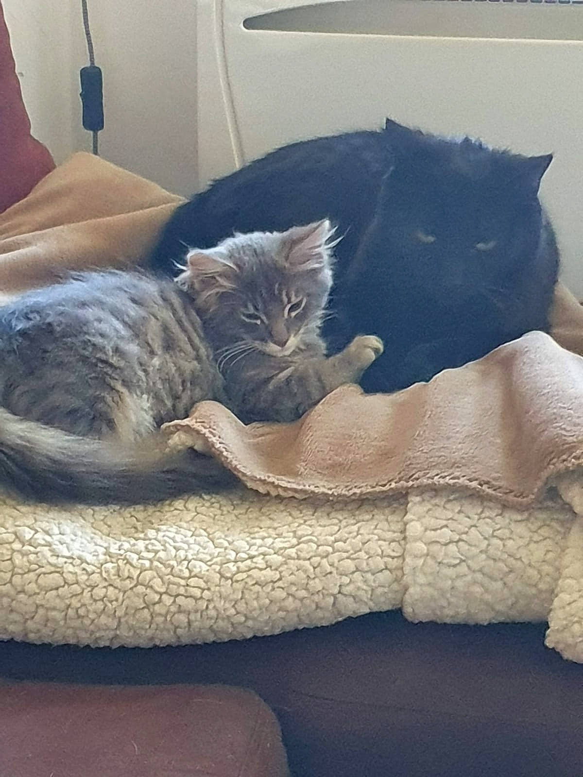 Dude a rejoint le concours — aidez-le/la à gagner de superbes lots ! bed, carnivore, cat, chartreux, comfort, domestic_short_haired_cat, european_shorthair, felidae, fur, furniture, kitten, linens, nap, nebelung, pillow, russian_blue, sleep, small_to_medium_sized_cats, textile, whiskers