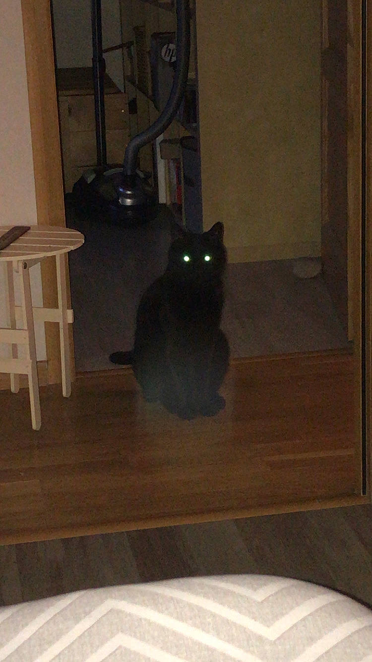 Dude a rejoint le concours — aidez-le/la à gagner de superbes lots ! black_cat, carnivore, cat, felidae, floor, flooring, hardwood, laminate_flooring, plywood, room, small_to_medium_sized_cats, tail, tile, whiskers, wood, wood_flooring, wood_stain