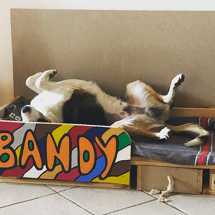 Bandy participe au concours pour gagner de l'argent avec cette photo : canidae, carnivore, cat, felidae, nap, small_to_medium_sized_cats, tail