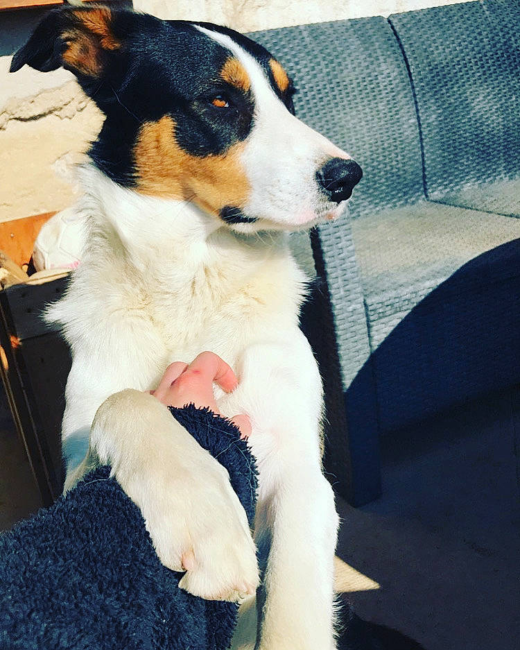 Bandy a rejoint le concours — aidez-le/la à gagner de superbes lots ! border_collie, canidae, cardigan_welsh_corgi, carnivore, chilean_fox_terrier, companion_dog, dog, dog_breed, fur, mammal, puppy, rare_breed_dog, sporting_group, vertebrate