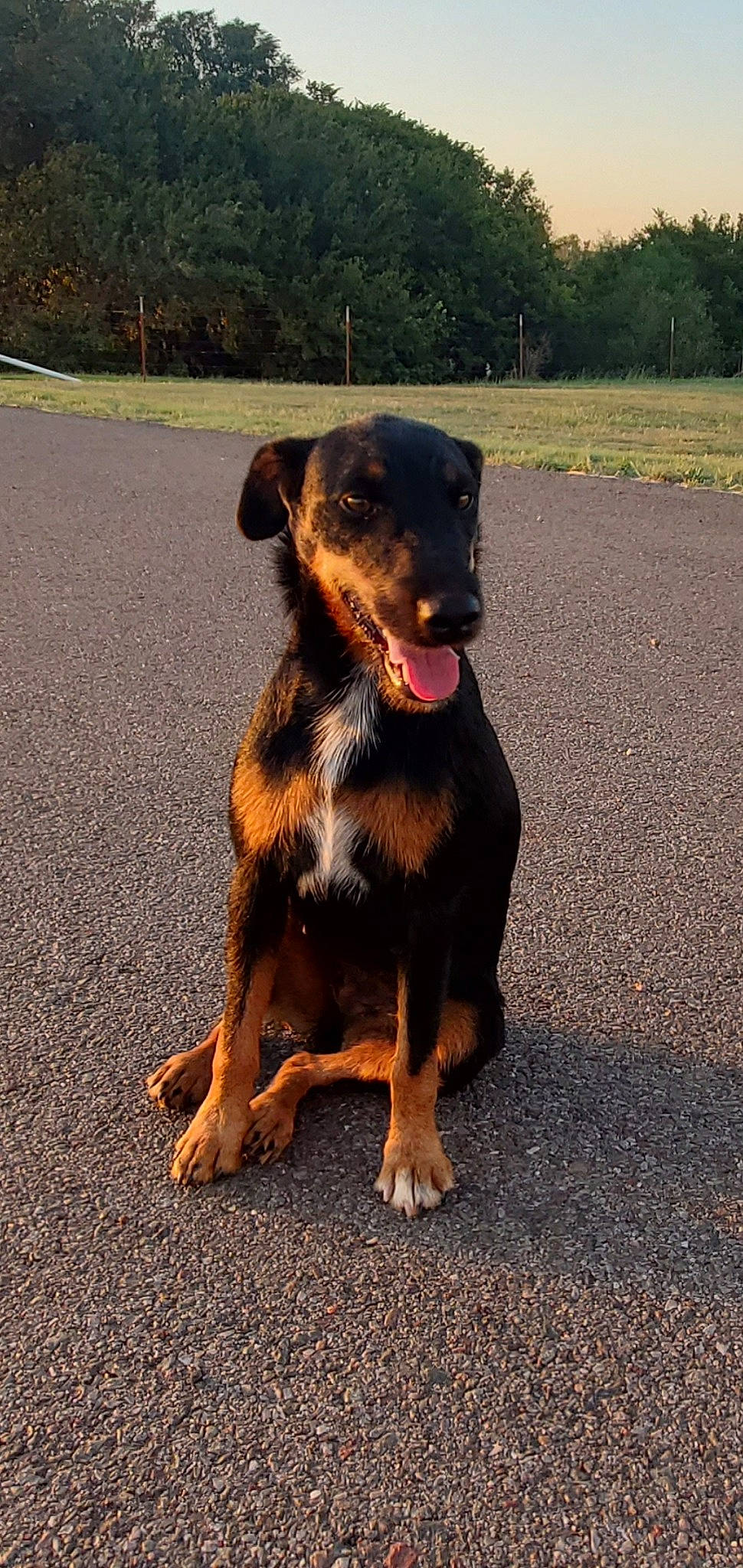 Kimber is registered to the contest to win money with this photo: austrian_black_and_tan_hound, beauceron, black_and_tan_terrier, canidae, carnivore, companion_dog, dog, dog_breed, fawn, german_pinscher, guard_dog, huntaway, hunting_dog, jagdterrier, mammal, pinscher, rare_breed_dog, vertebrate
