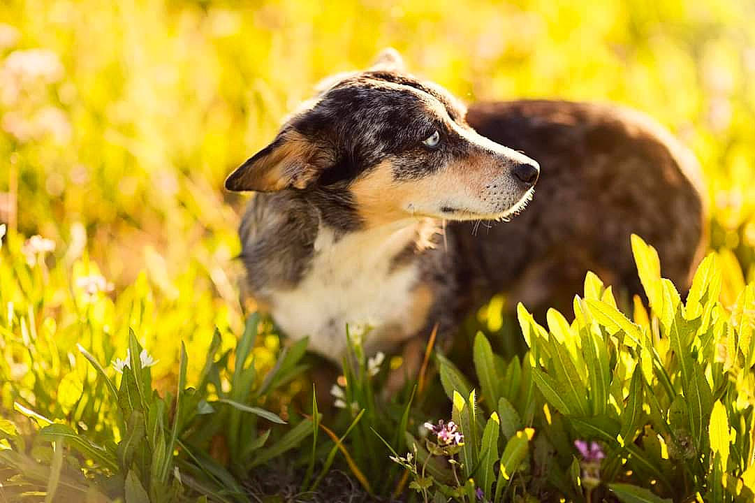Bill is registered to the contest to win money with this photo: australian_kelpie, australian_shepherd, border_collie, canidae, carnivore, companion_dog, dog, dog_breed, english_shepherd, grass, herding_dog, koolie, mammal, plant, puppy, rare_breed_dog, smooth_collie, vertebrate, welsh_sheepdog, working_dog