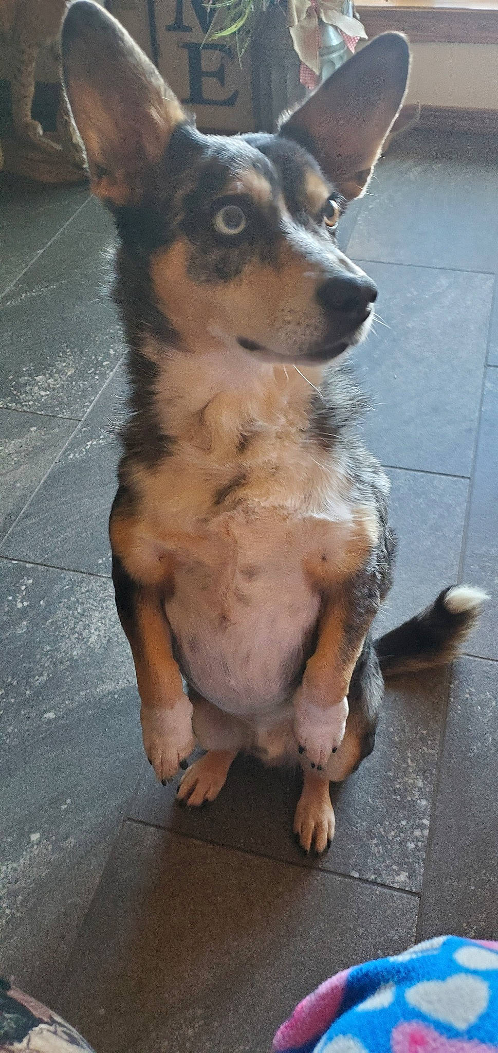 Bill joined the competition — help win amazing prizes! ancient_dog_breeds, canidae, carnivore, companion_dog, corgi_chihuahua, dog, dog_breed, fawn, koolie, mammal, puppy, rare_breed_dog, small_greek_domestic_dog, snout, sporting_group, street_dog, texas_heeler, vertebrate, working_dog