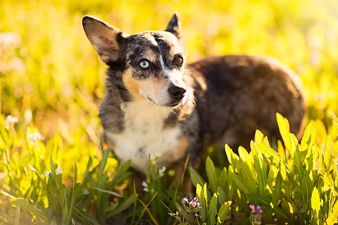 Bill is registered to the contest to win money with this photo: australian_kelpie, canidae, cardigan_welsh_corgi, carnivore, companion_dog, dog, dog_breed, grass, herding_dog, koolie, mammal, pembroke_welsh_corgi, plant, puppy, rare_breed_dog, smooth_collie, teddy_roosevelt_terrier, texas_heeler, vertebrate, welsh_corgi