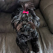 Kiki Dee is registered to the contest to win money with this photo: adorable, animal, black_dog, bow, close_up, companion, cute, cute_pet, dog, domestic_animal, fluffy, friendly, fur, home, indoor, leather_couch, looking_up, pet, sitting, small_dog