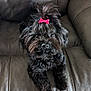 adorable, animal, black_dog, bow, close_up, companion, cute, cute_pet, dog, domestic_animal, fluffy, friendly, fur, home, indoor, leather_couch, looking_up, pet, sitting, small_dog
