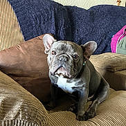 Duke joined the competition — help win amazing prizes! dog, french_bulldog, pet, indoor, couch, blanket, brown_cushion, wall_art, home, living_room, seated, fur, ears, face, animal, canine, comfort, domestic, portrait, furniture